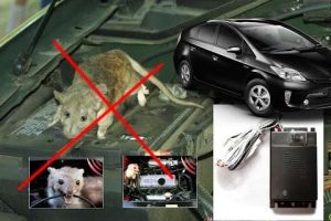 Cách chống chuột và côn trùng trong ô tô hiệu quả 1